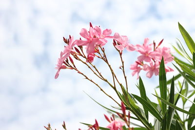 Close-up of pink flowering plant