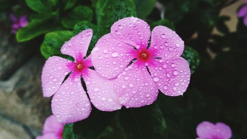 Close-up of wet pink flower