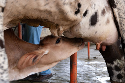 Calf suckling from cow's udder