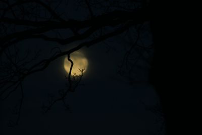 Silhouette bare tree against sky at night