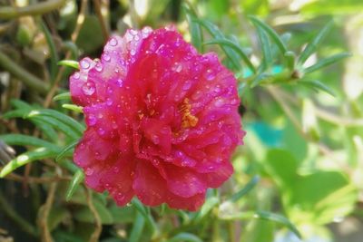 Close-up of pink flower