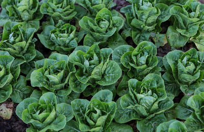 Full frame shot of vegetables