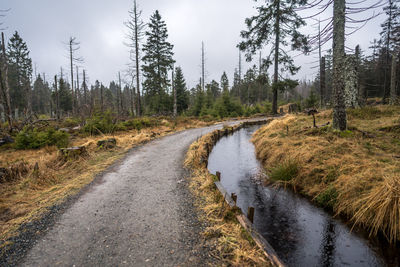 Road amidst trees in forest against sky