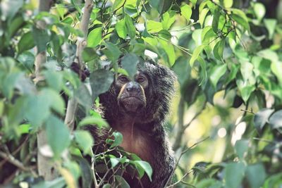 Close-up of monkey