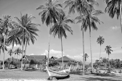 Longtail boat moored by palm trees at beach