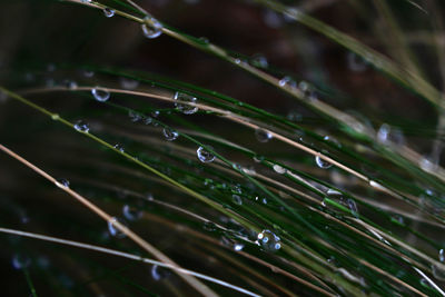 Close-up of waterdrops on water drops