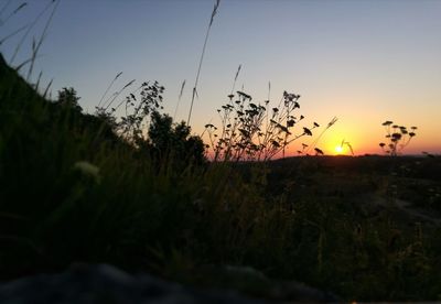 Close-up of birds flying over field against sky at sunset