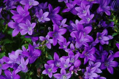 Close-up of purple flowers blooming outdoors