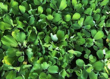 Full frame shot of white flowering plants