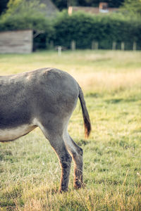 Close-up of a horse grazing in field