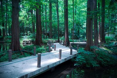 Trees in forest