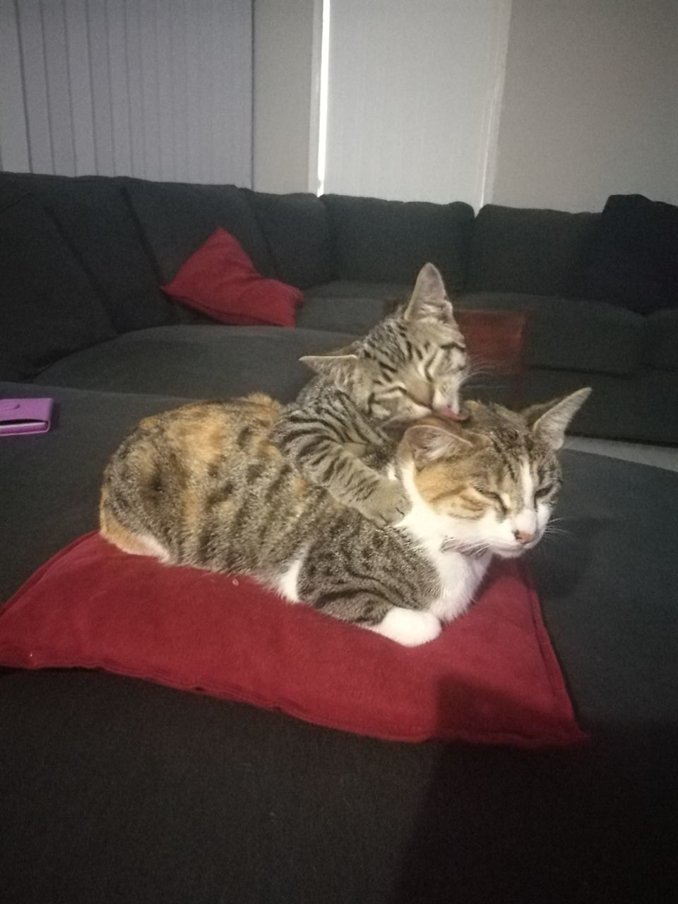 CAT RESTING ON A BLANKET