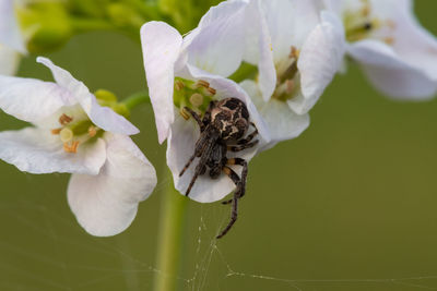 Close up of a spider on a cuckooflower 