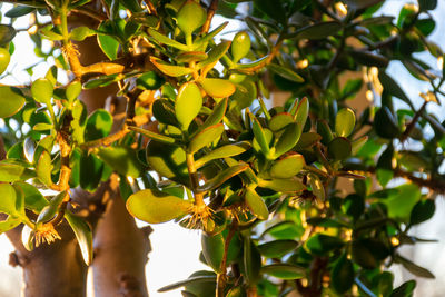 Low angle view of tree