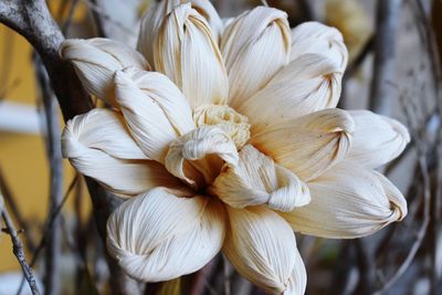 Close-up of flowers