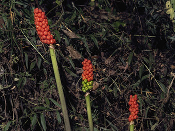 Close-up of orange fruit on field