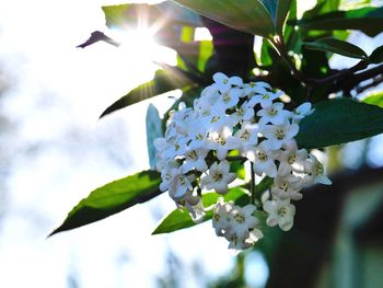 Close-up of white flower tree against sky