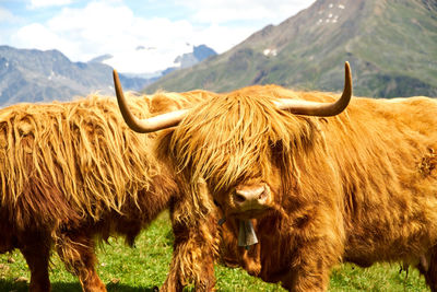 View of cows on field