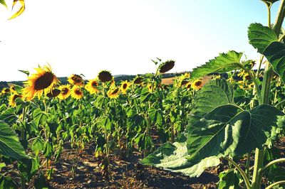 Close-up of sunflowers on field against sky