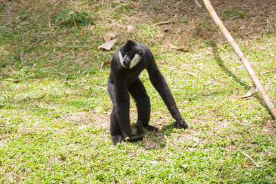 Monkey on grass