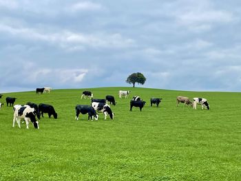 Cows grazing in a field