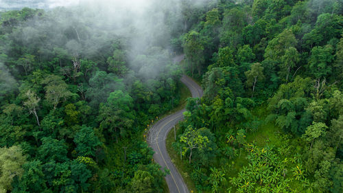 High angle view of trees in forest