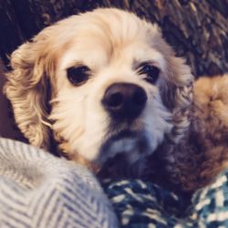 Close-up portrait of a dog