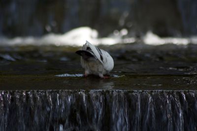 Bird perching on a lake