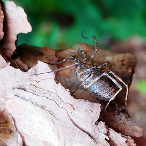 Close-up of insect