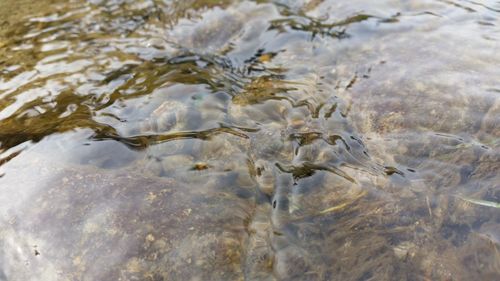 Reflection of trees in water