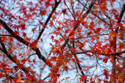 Low angle view of maple tree during autumn