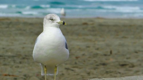 Seagull perching on sand at beach