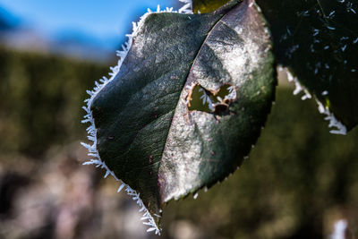 Close-up of wet leaf on tree