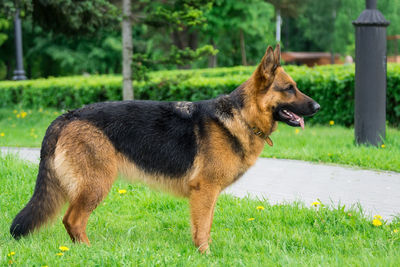 Side view of a dog on field