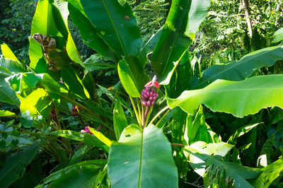 Close-up of insect on plant