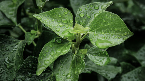 Close-up of leaves