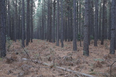 Trees growing on field in forest