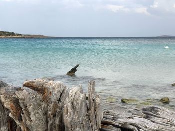 View of birds on beach