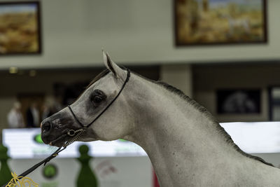 Close-up of a horse at home