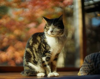 pet
