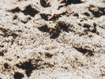 High angle view of bee on sand