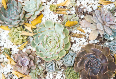 Full frame shot of plants