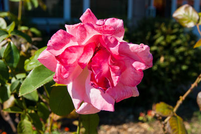 Close-up of pink rose