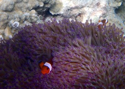 Close-up of coral in sea