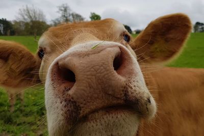 Close-up portrait of cow on field saying hello