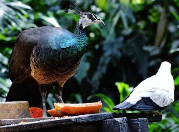 Peahen and bird on wooden plank by trees