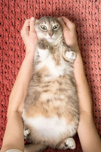 Portrait of cat relaxing on hand