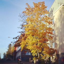 Trees in front of building