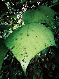 Close-up of wet leaf