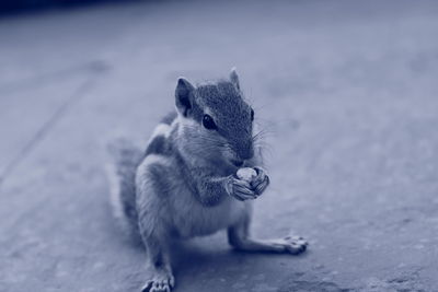 Close-up of squirrel